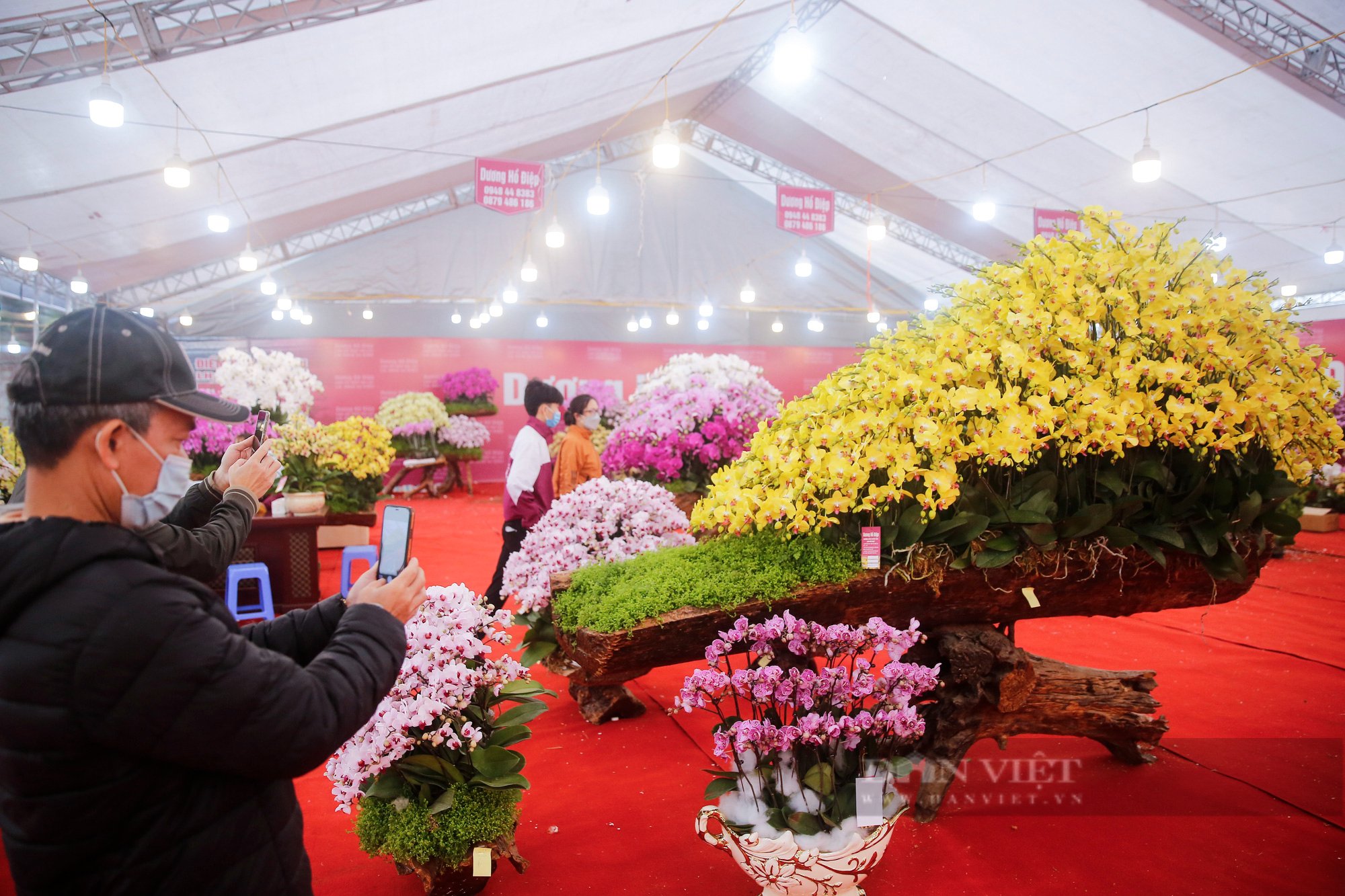&quot;Nữ hoàng&quot; của các loài hoa mang vẻ đẹp cao quý khoe sắc tại Hà Nội - Ảnh 4.