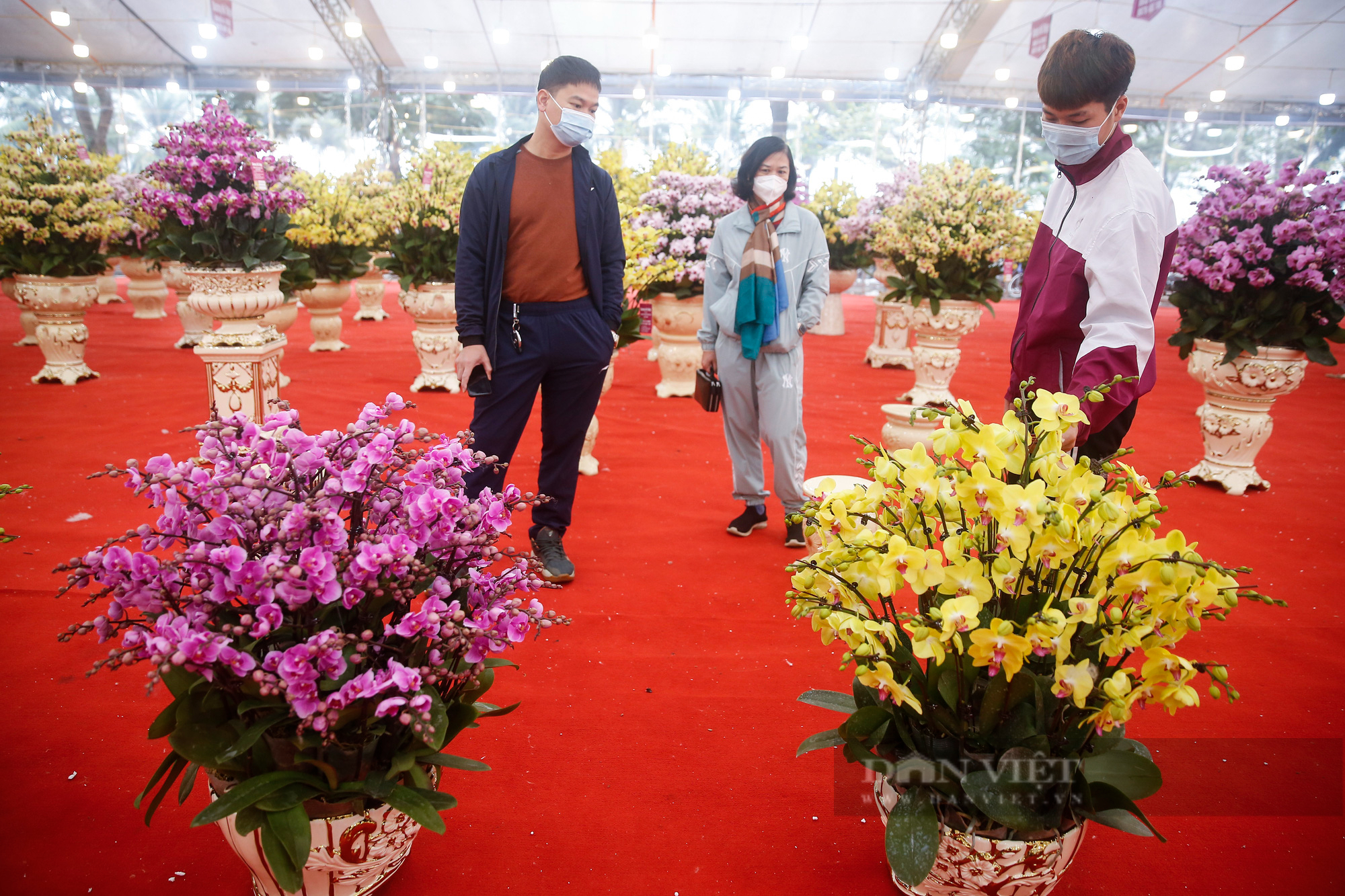 &quot;Nữ hoàng&quot; của các loài hoa mang vẻ đẹp cao quý khoe sắc tại Hà Nội - Ảnh 6.