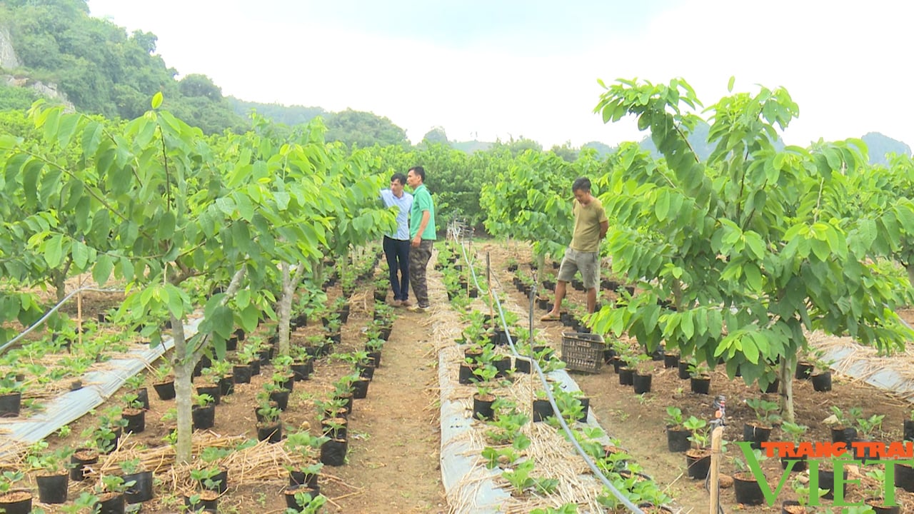 Trồng giống quả ngoại nông dân Tây Bắc thu nửa triệu 1 quả - Ảnh 1. Trồng giống quả ngoại nông dân Tây Bắc thu nửa triệu 1 quả - Ảnh 1.