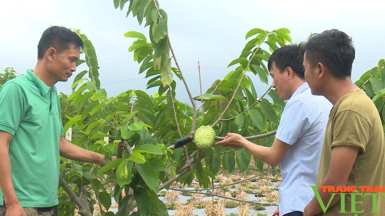 Trồng giống quả ngoại nông dân Tây Bắc thu nửa triệu 1 quả - Ảnh 3. Trồng giống quả ngoại nông dân Tây Bắc thu nửa triệu 1 quả - Ảnh 3.
