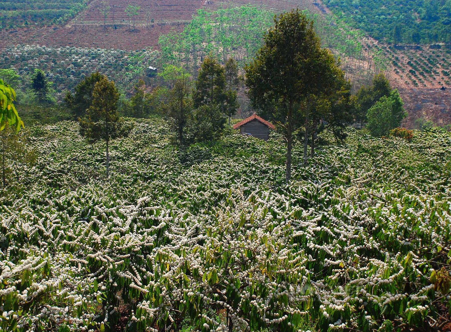 Giá cà phê Robusta Đắk Lắk hôm nay: Dự kiến tiếp tục giảm nhẹ, tưới nước cho cà phê sao cho hợp lý? - Ảnh 3.