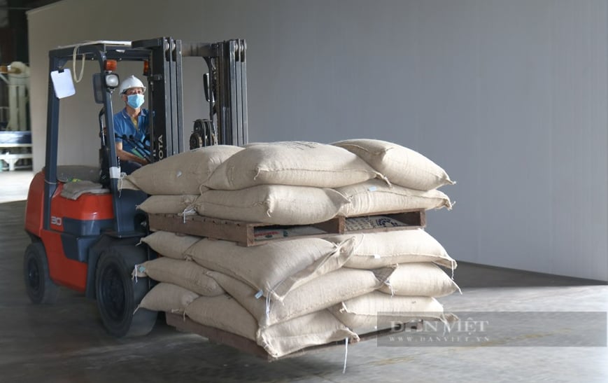 Giá cà phê Robusta Đắk Lắk hôm nay: Dự kiến tiếp tục giảm nhẹ, tưới nước cho cà phê sao cho hợp lý? - Ảnh 2.