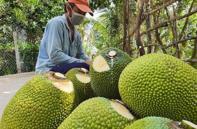 Sau thanh long, hàng chục nghìn tấn mít, bưởi, chuối cần tiêu thụ gấp - Ảnh 2.