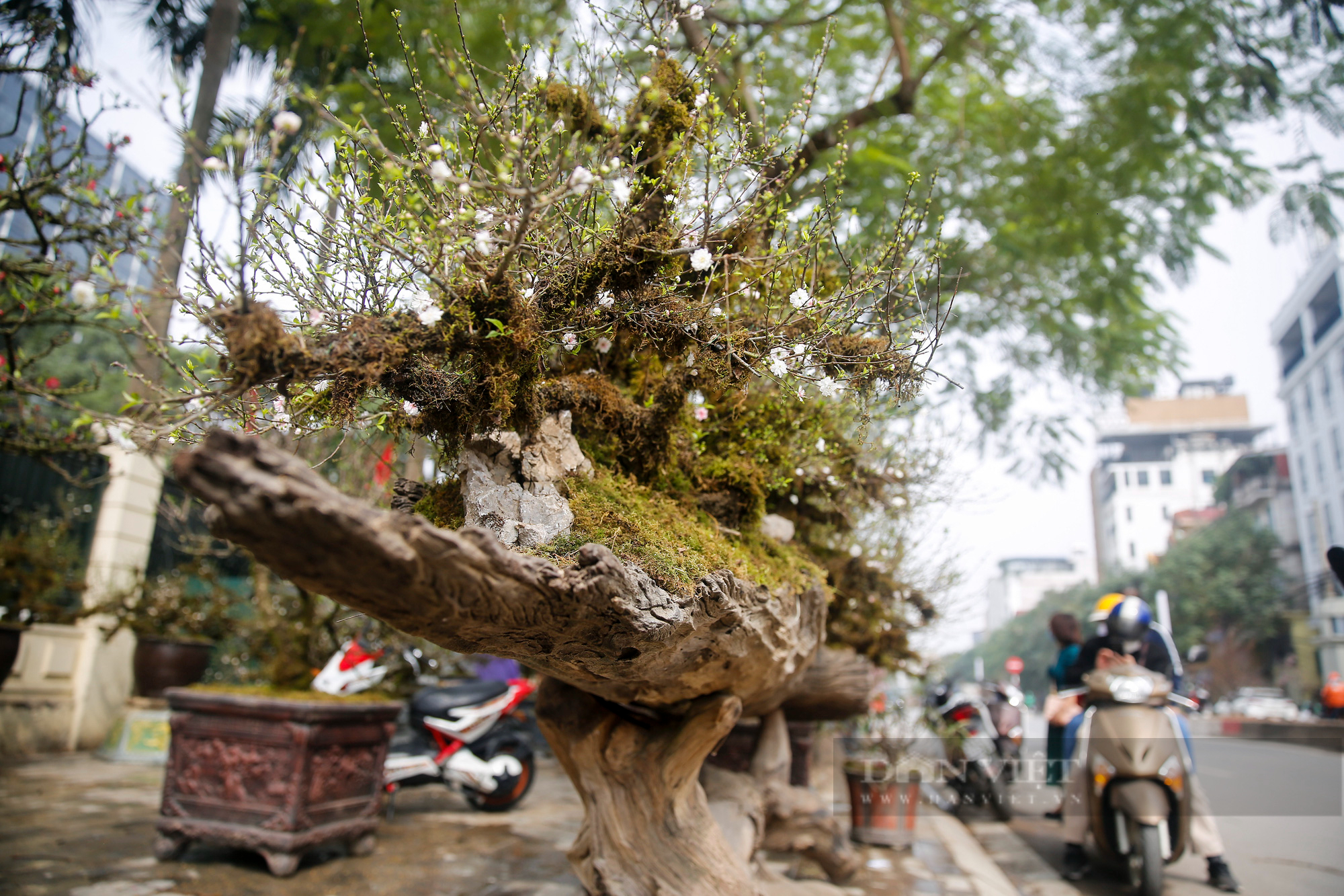 Ngắm nhất chi mai phủ rêu phong, mọc trên thuyền độc mộc giá cho thuê 250 triệu đồng  - Ảnh 2.