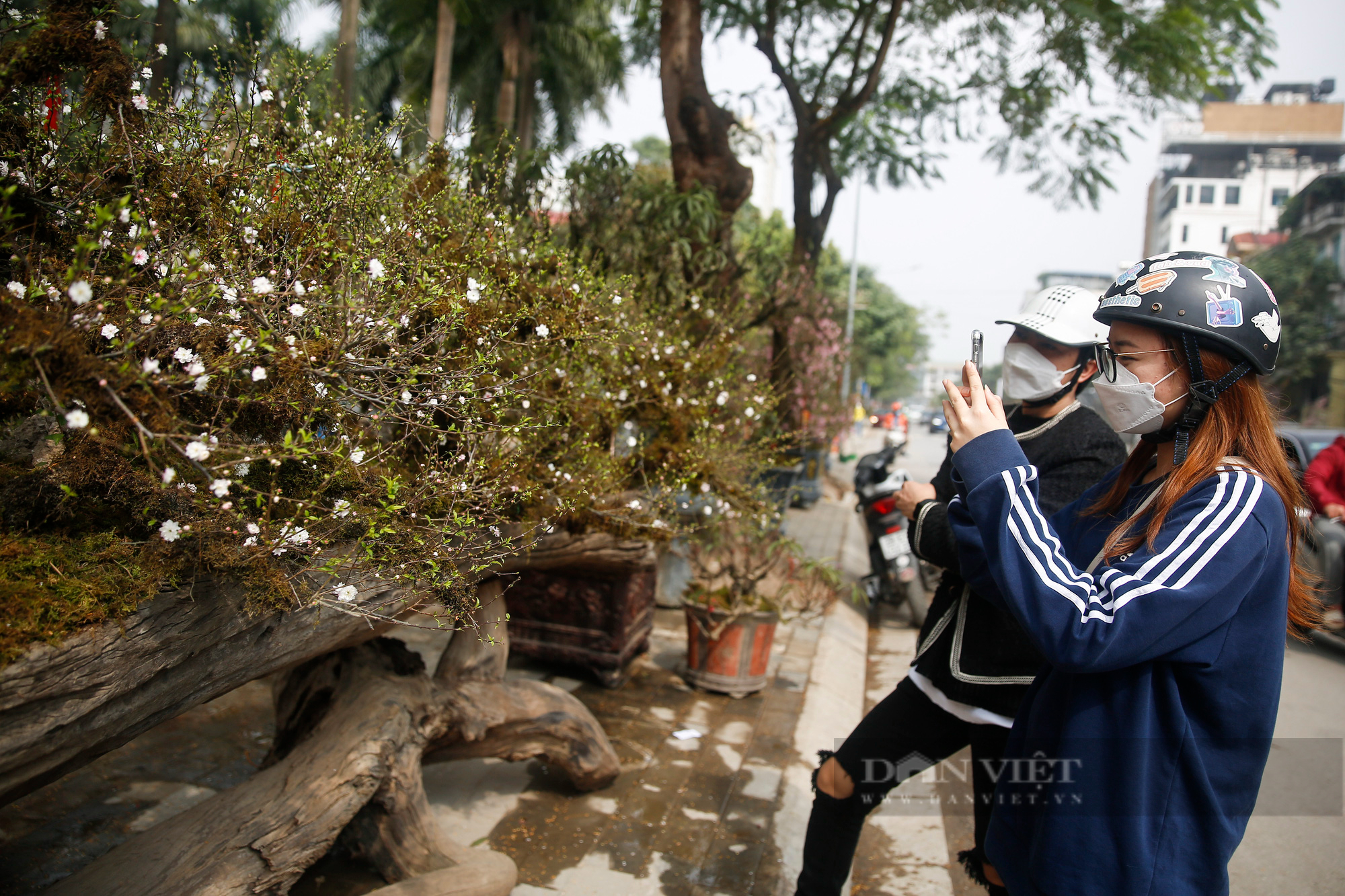 Ngắm nhất chi mai phủ rêu phong, mọc trên thuyền độc mộc giá cho thuê 250 triệu đồng  - Ảnh 6.