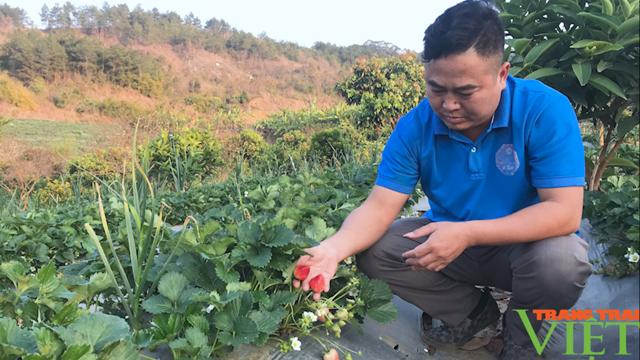 Sơn La: Trồng dâu tây Hana trên núi nông dân thu tiền tỉ mỗi năm. - Ảnh 2. Sơn La: Trồng dâu tây Hana trên núi nông dân thu tiền tỉ mỗi năm. - Ảnh 2.