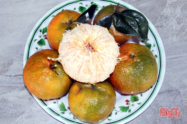 Cam bù Hà Tĩnh - Ảnh 1.