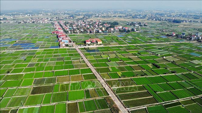 Loại rau giòn, ngọt trồng theo tiêu chuẩn VietGAP xuất khẩu khắp thế giới - Ảnh 8.