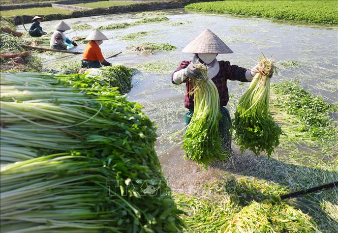 Loại rau giòn, ngọt trồng theo tiêu chuẩn VietGAP xuất khẩu khắp thế giới - Ảnh 2.