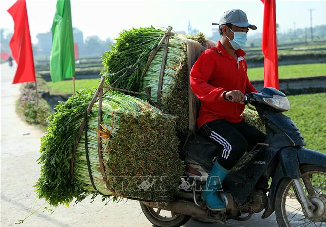 Loại rau giòn, ngọt trồng theo tiêu chuẩn VietGAP xuất khẩu khắp thế giới - Ảnh 7.