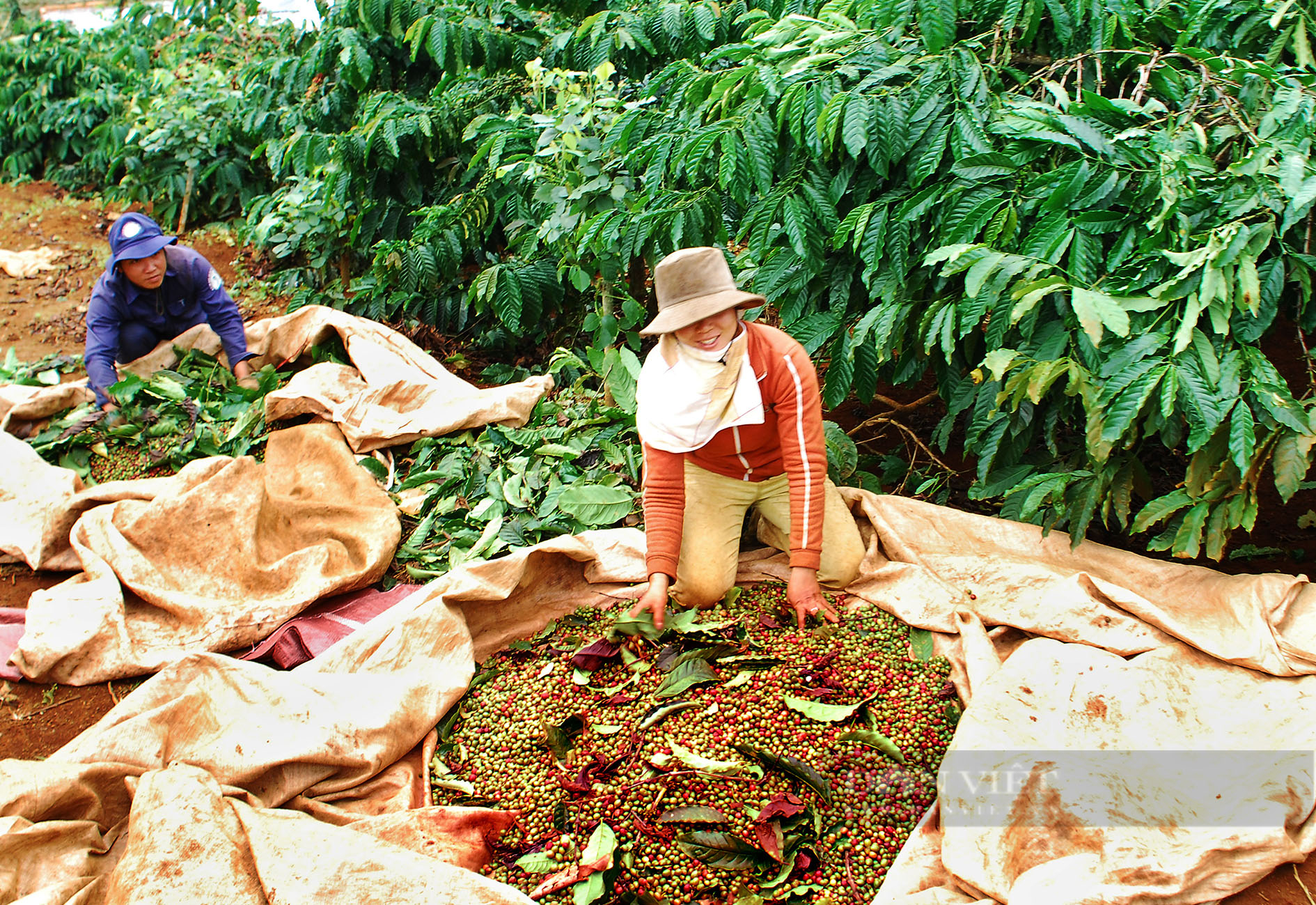 Giá cà phê Robusta Đắk Lắk hôm nay tăng nhẹ, trồng cà phê thời điểm nào là tốt nhất? - Ảnh 1.