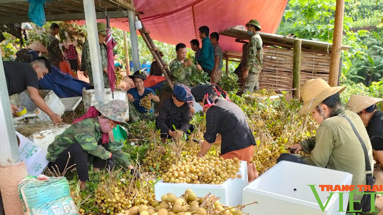 Sơn La: Bỏ trồng ngô, sắn nông dân đem nhãn lồng Hưng Yên về trồng thử và cái kết bất ngờ - Ảnh 5. Sơn La: Bỏ trồng ngô, sắn nông dân đem nhãn lồng Hưng Yên về trồng thử và cái kết bất ngờ - Ảnh 5.