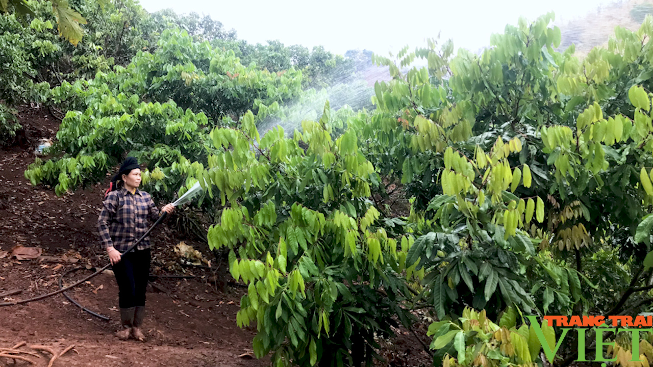 Sơn La: Bỏ trồng ngô, sắn nông dân đem nhãn lồng Hưng Yên về trồng thử và cái kết bất ngờ - Ảnh 4. Sơn La: Bỏ trồng ngô, sắn nông dân đem nhãn lồng Hưng Yên về trồng thử và cái kết bất ngờ - Ảnh 4.