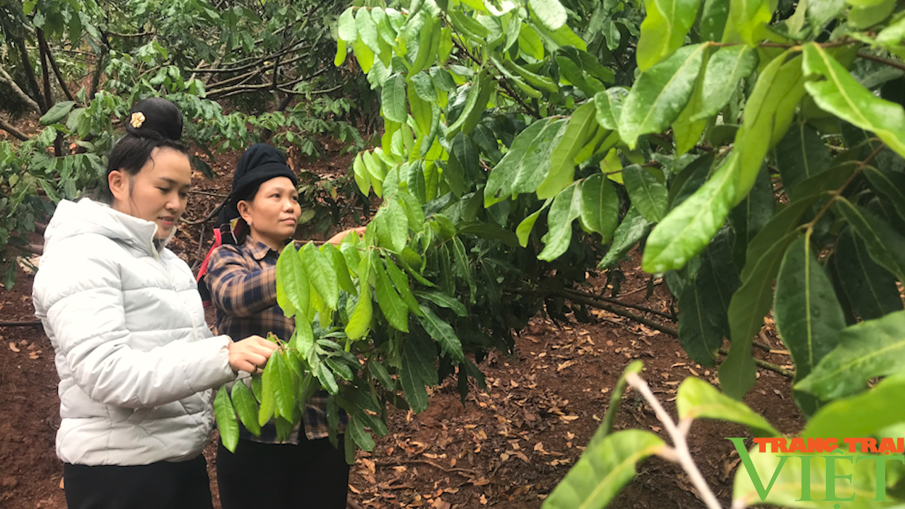 Sơn La: Bỏ trồng ngô, sắn nông dân đem nhãn lồng Hưng Yên về trồng thử và cái kết bất ngờ - Ảnh 3. Sơn La: Bỏ trồng ngô, sắn nông dân đem nhãn lồng Hưng Yên về trồng thử và cái kết bất ngờ - Ảnh 3.