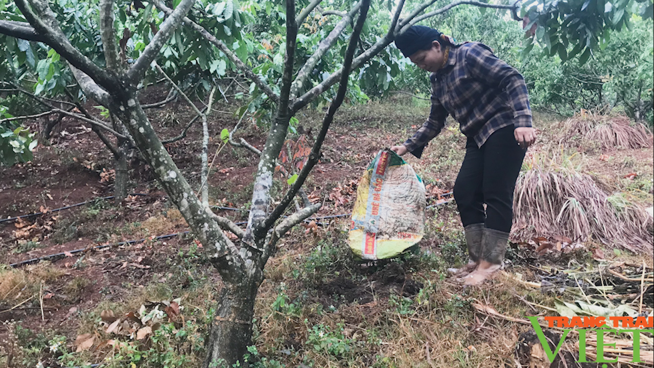 Sơn La: Bỏ trồng ngô, sắn nông dân đem nhãn lồng Hưng Yên về trồng thử và cái kết bất ngờ - Ảnh 2. Sơn La: Bỏ trồng ngô, sắn nông dân đem nhãn lồng Hưng Yên về trồng thử và cái kết bất ngờ - Ảnh 2.