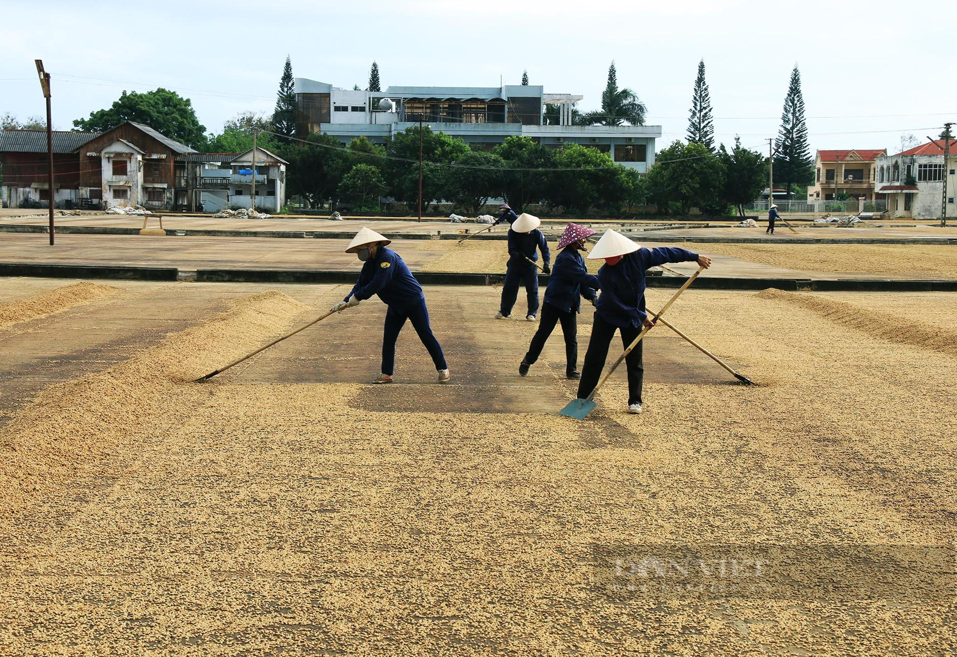 Giá cà phê Robusta Đắk Lắk hôm nay tăng nhẹ, trồng cà phê thời điểm nào là tốt nhất? - Ảnh 2.