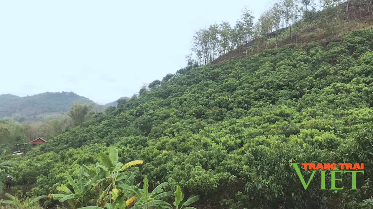 Sơn La: Bỏ trồng ngô, sắn nông dân đem nhãn lồng Hưng Yên về trồng thử và cái kết bất ngờ - Ảnh 1. Sơn La: Bỏ trồng ngô, sắn nông dân đem nhãn lồng Hưng Yên về trồng thử và cái kết bất ngờ - Ảnh 1.