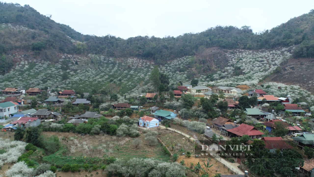Đẹp ngỡ ngàng nơi thiên đường hoa mận vùng cao - Ảnh 8.