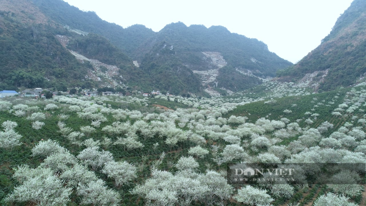Đẹp ngỡ ngàng nơi thiên đường hoa mận vùng cao - Ảnh 2.