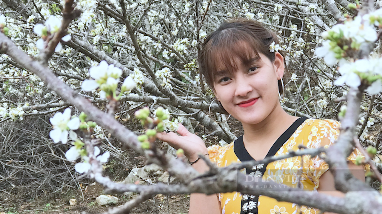 Đẹp ngỡ ngàng nơi thiên đường hoa mận vùng cao - Ảnh 8.