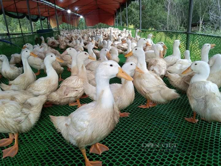 Giá gia cầm hôm nay 19/1: Giá vịt thịt đi ngang, giá gà thả vườn tăng cao, nhiều trại &quot;cháy hàng&quot; - Ảnh 3.