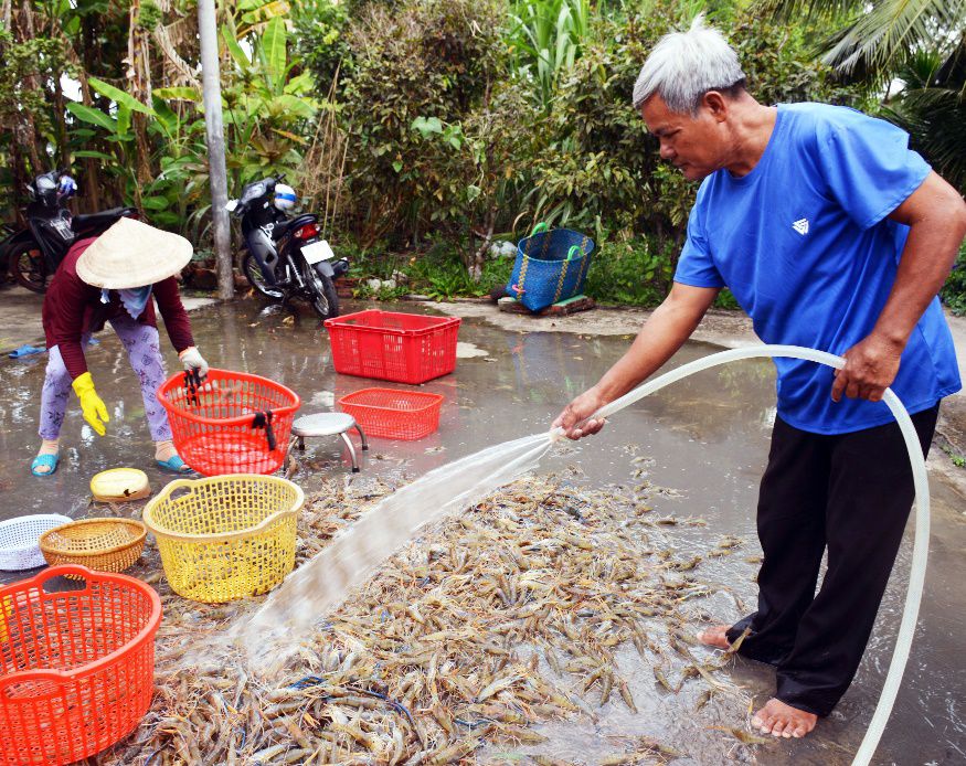 Cà Mau: Trúng mùa vụ tôm càng xanh nuôi trong ruộng lúa, con nào cũng tươi rói, bán được giá - Ảnh 2.