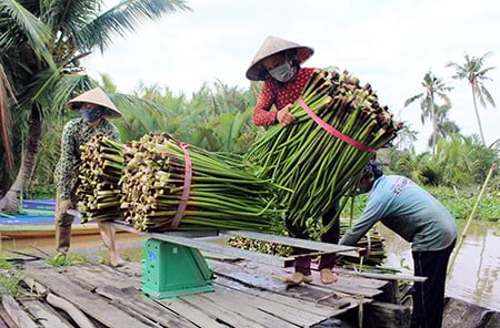 Chuyện lạ Hậu Giang: Nông dân đi vớt bèo lục bình, cọng bán đã đành, lại còn bán được cả rễ - Ảnh 1.