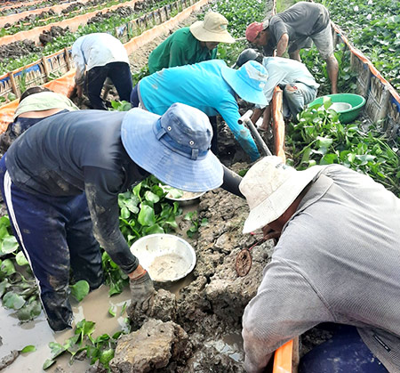 Dự báo giá lươn thịt, giá lươn giống giảm trong Tết Nhâm Dần 2022, vì sao vậy? - Ảnh 1.
