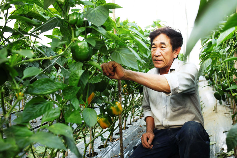 Chuyển đổi số nông nghiệp: Nuôi heo rừng trên nền tảng số, trồng rau sạch ứng dụng công nghệ IoT - Ảnh 1.