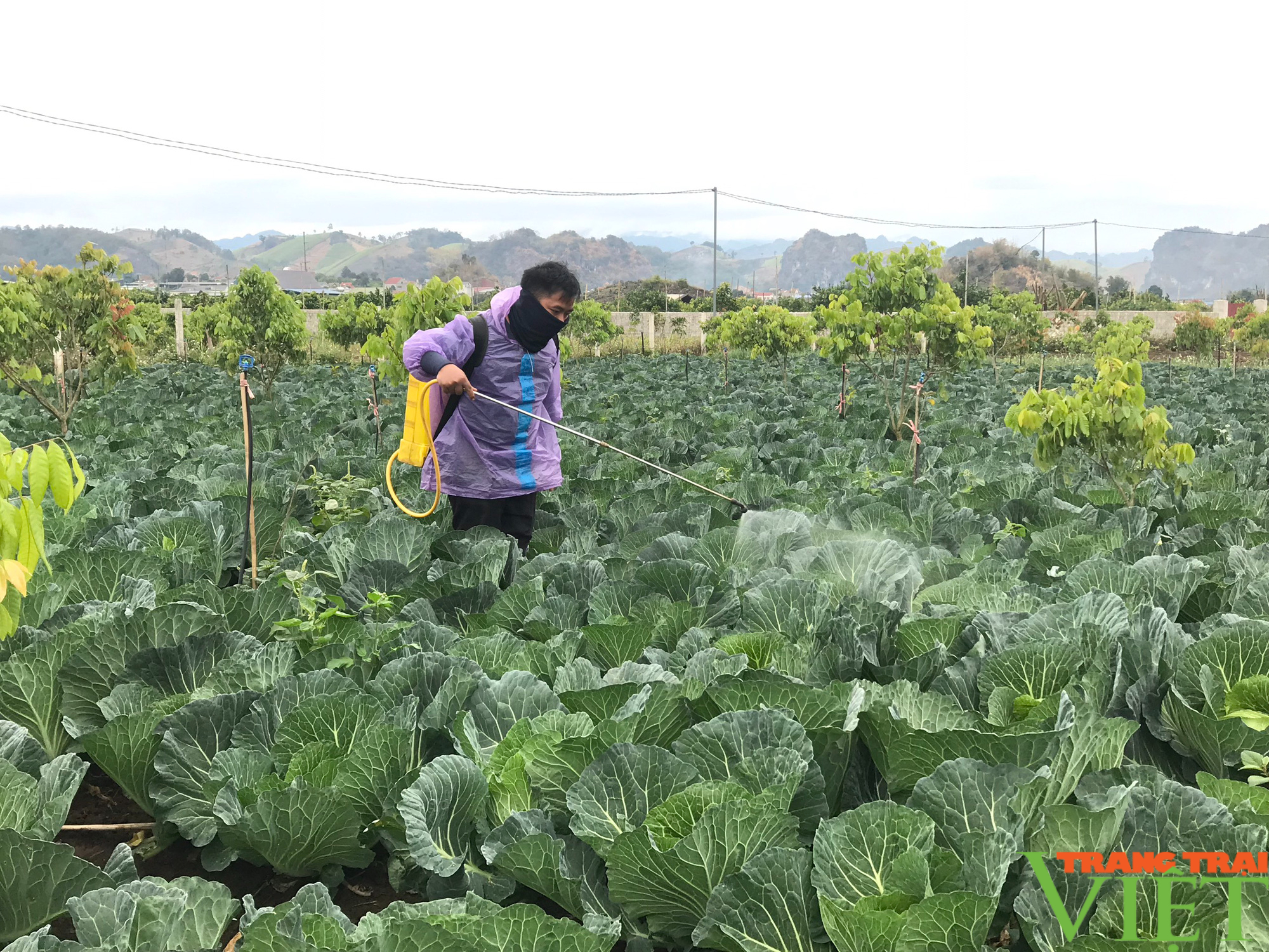 Nông thôn Tây Bắc: Tăng thu nhập cao từ cây trồng vụ đông - Ảnh 3.