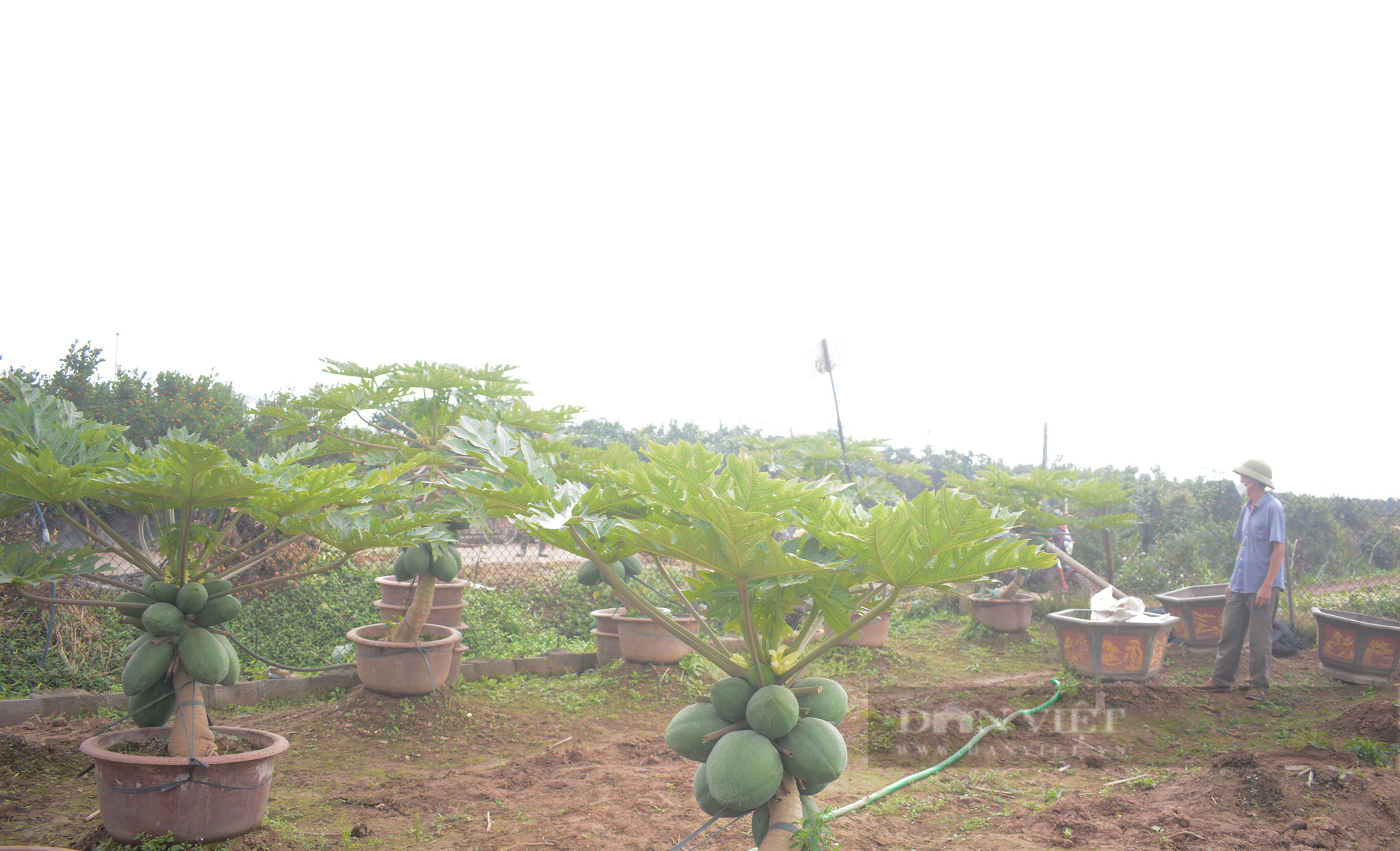 Tạo dáng đu đủ thường thành hàng bonsai độc lạ, giá tiền triệu/cây vẫn đắt khách - Ảnh 2.