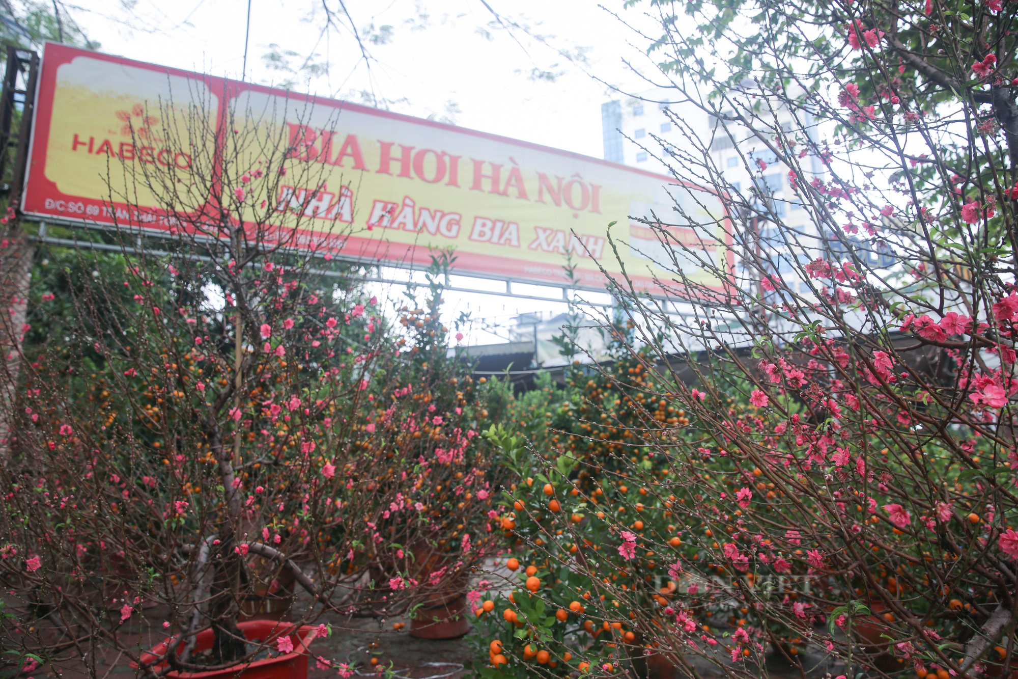Nhà hàng, quán nhậu, gara ô tô bất ngờ chuyển sang bán đào, quất  - Ảnh 2.