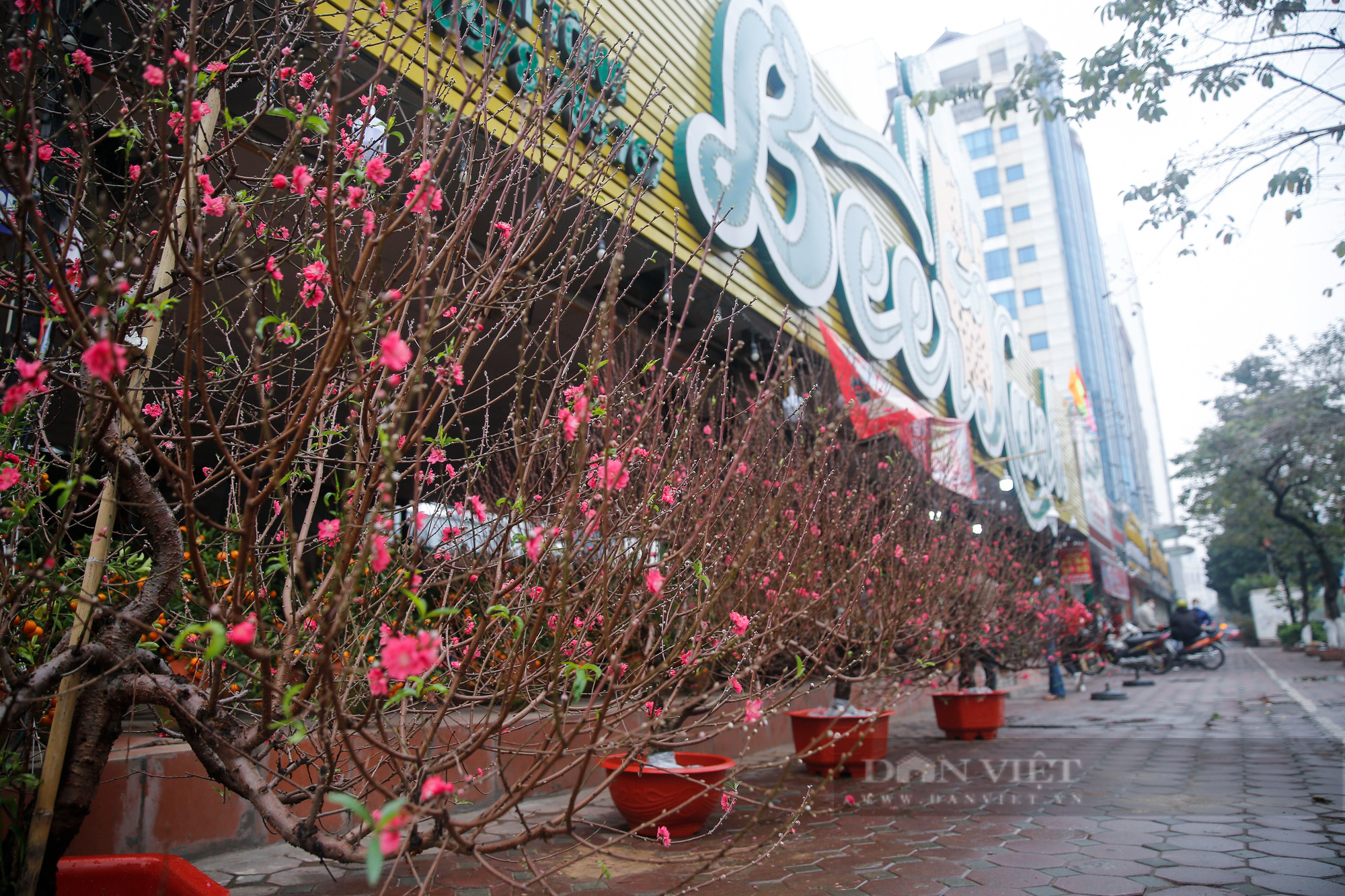 Nhà hàng, quán nhậu, gara ô tô bất ngờ chuyển sang bán đào, quất  - Ảnh 4.