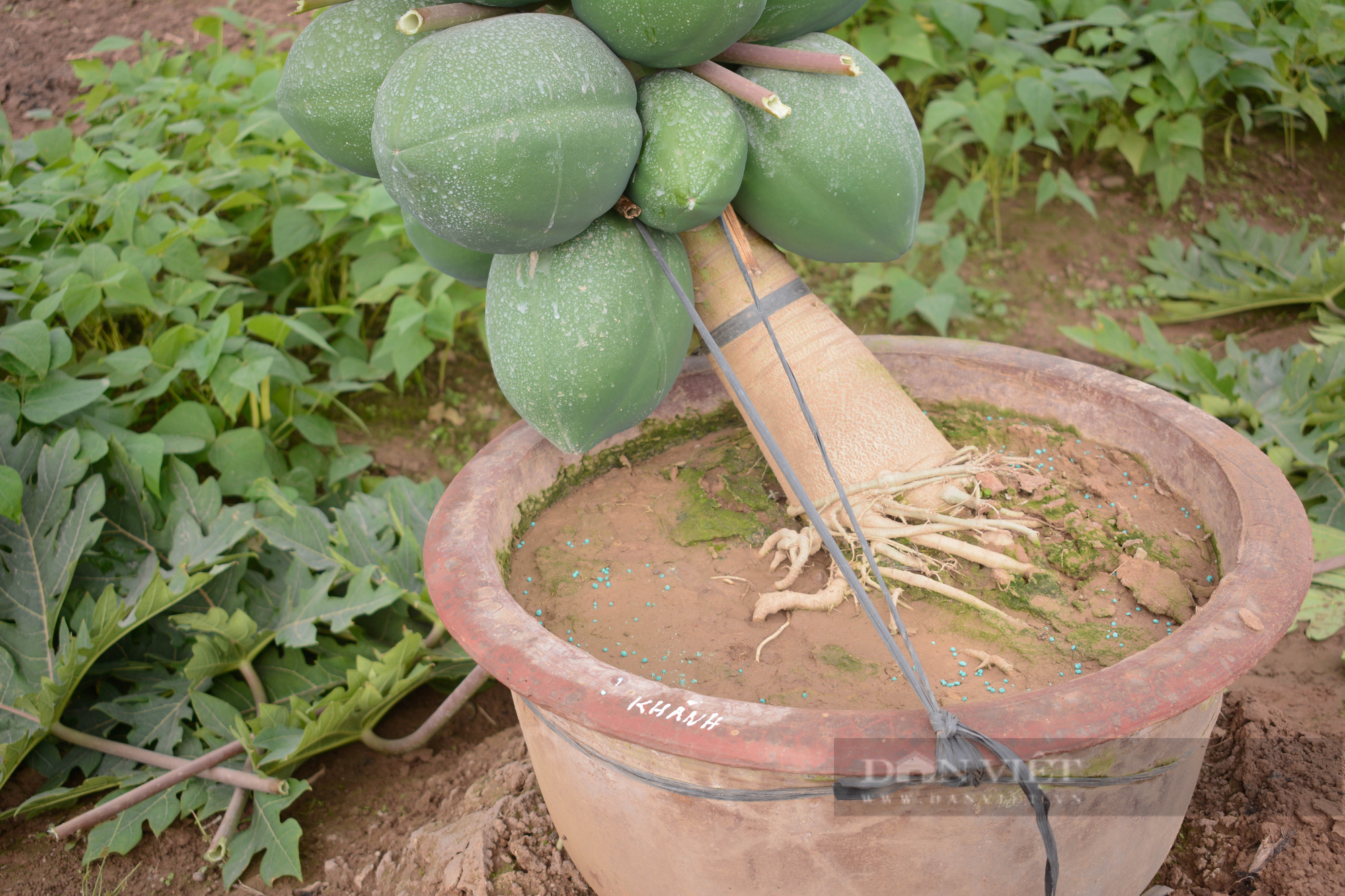 Tạo dáng đu đủ thường thành hàng bonsai độc lạ, giá tiền triệu/cây vẫn đắt khách - Ảnh 4.