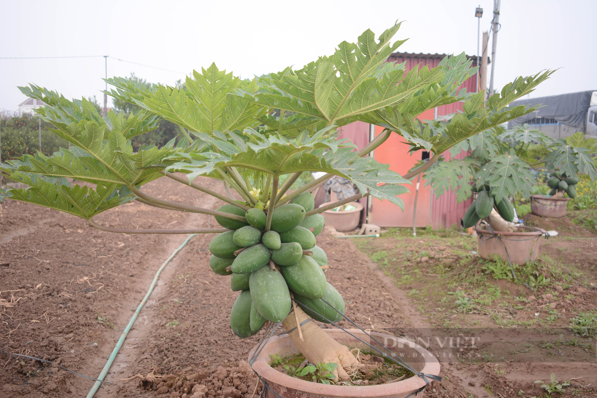 Tạo dáng đu đủ thường thành hàng bonsai độc lạ, giá tiền triệu/cây vẫn đắt khách - Ảnh 7.