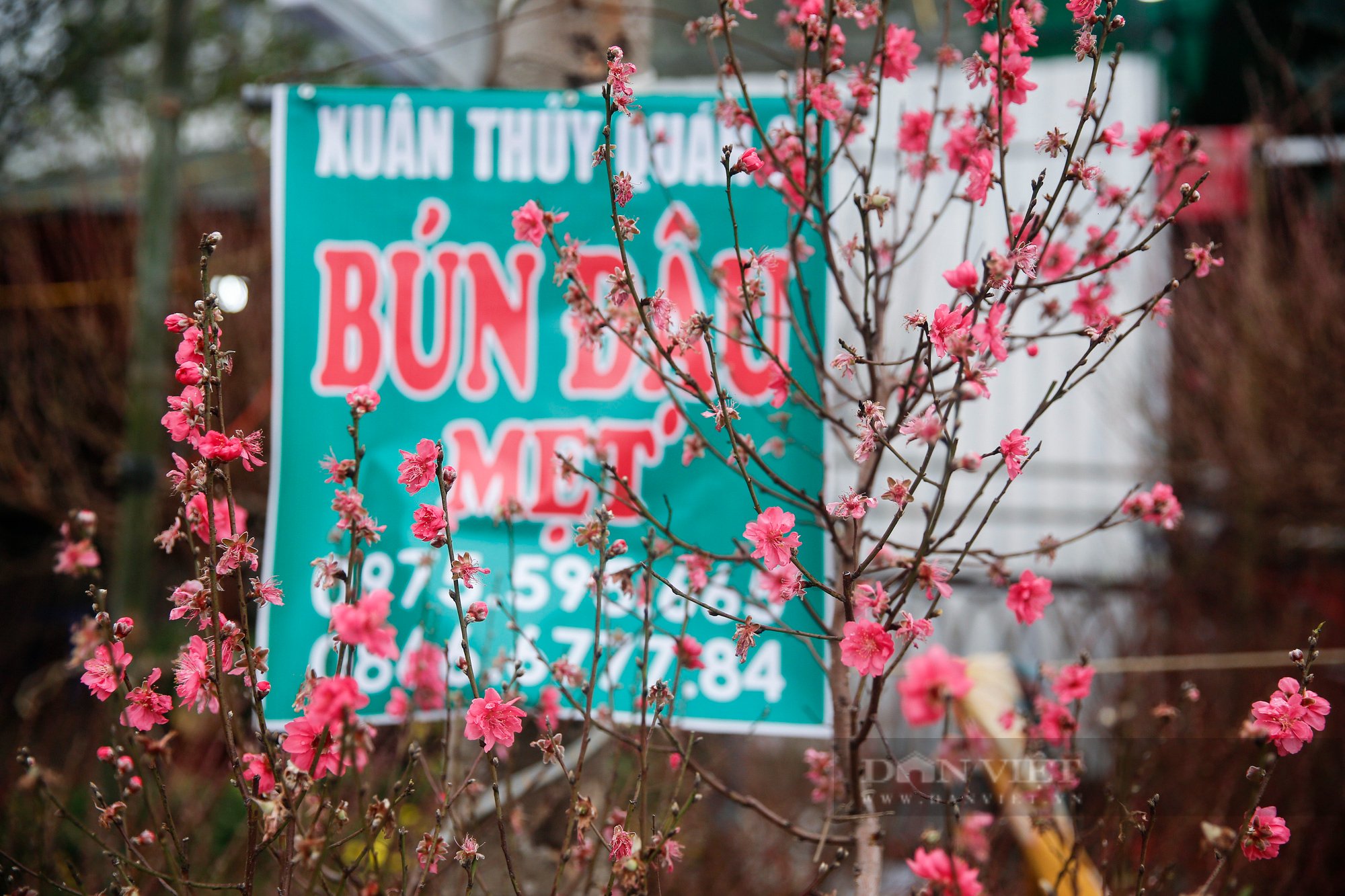 Nhà hàng, quán nhậu, gara ô tô bất ngờ chuyển sang bán đào, quất  - Ảnh 9.
