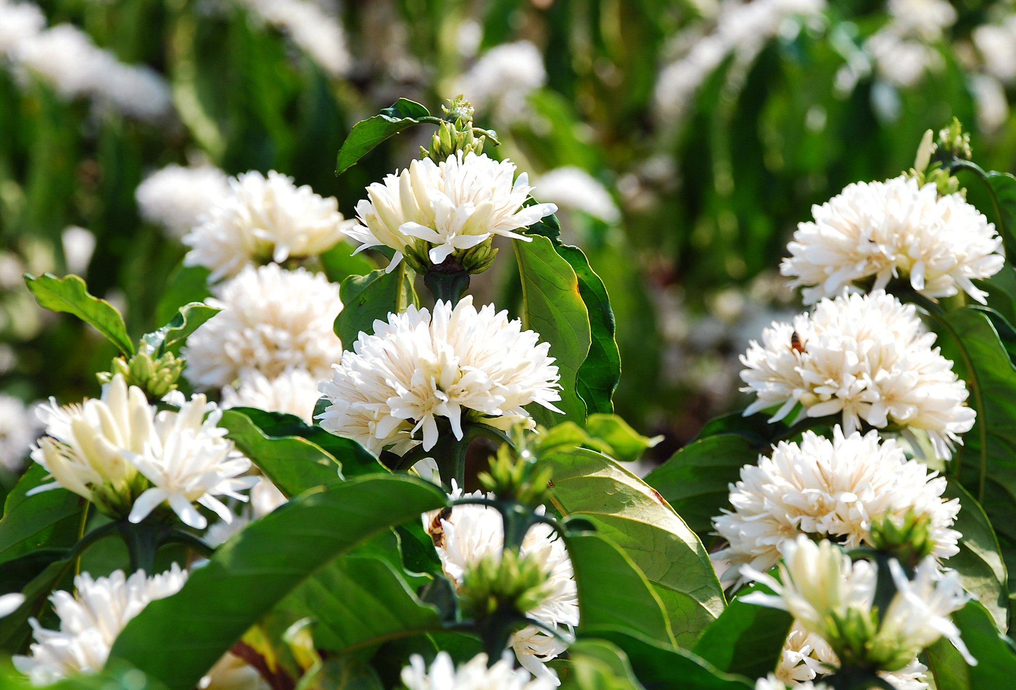 Giá cà phê Robusta Đắk Lắk hôm nay quay đầu tăng; thời tiết bất lợi, nông dân nên làm gì? - Ảnh 3.