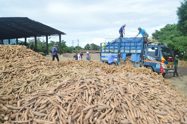 Trung Quốc tăng nhập sắn Việt Nam trong 2022 - Ảnh 1. Trung Quốc tăng nhập sắn Việt Nam trong 2022 - Ảnh 1.