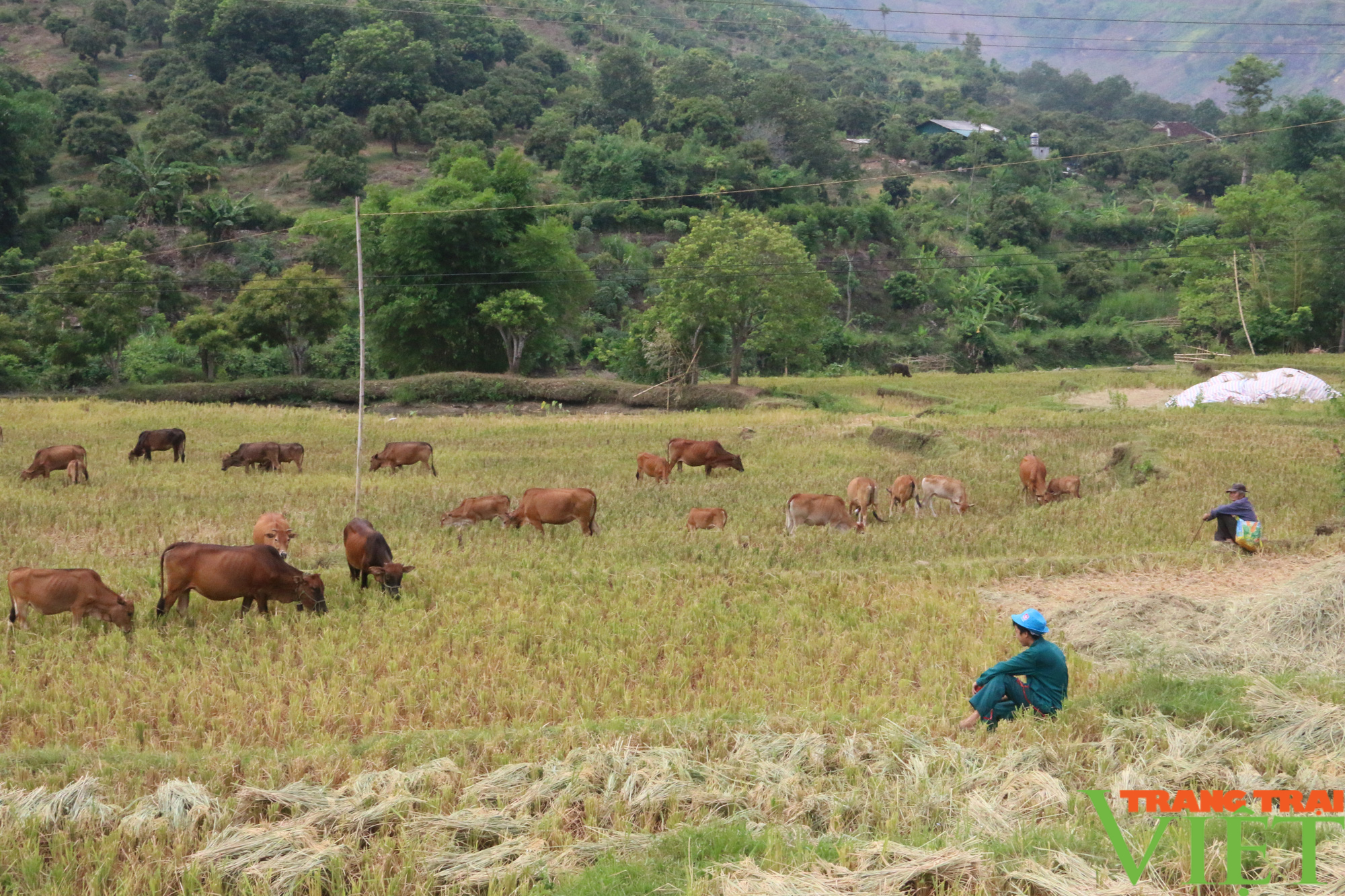 Huyện Sông Mã (Sơn La): Đạt 10 kết quả nổi bật trong phát triển kinh tế - xã hội  - Ảnh 8.