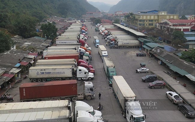 Doanh nghiệp chuyên xuất khẩu trái cây qua đường biển bày cách chinh phục 25  thị trường khó tính - Ảnh 3.