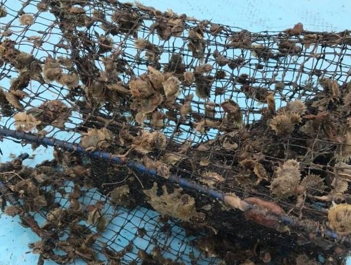 Hóa ra những viên ngọc trai biển &quot;cực phẩm&quot; được nuôi cấy kỳ công như thế này - Ảnh 5.