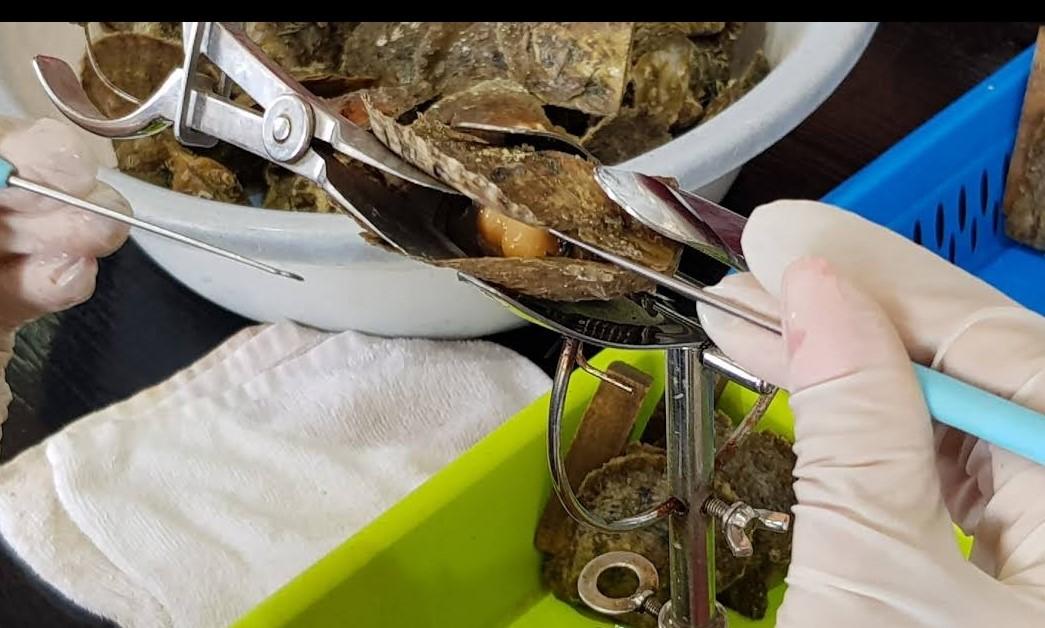 Hóa ra những viên ngọc trai biển &quot;cực phẩm&quot; được nuôi cấy kỳ công như thế này - Ảnh 8.