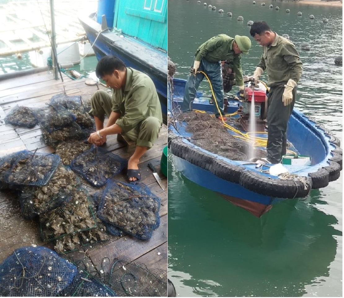 Hóa ra những viên ngọc trai biển &quot;cực phẩm&quot; được nuôi cấy kỳ công như thế này - Ảnh 10.