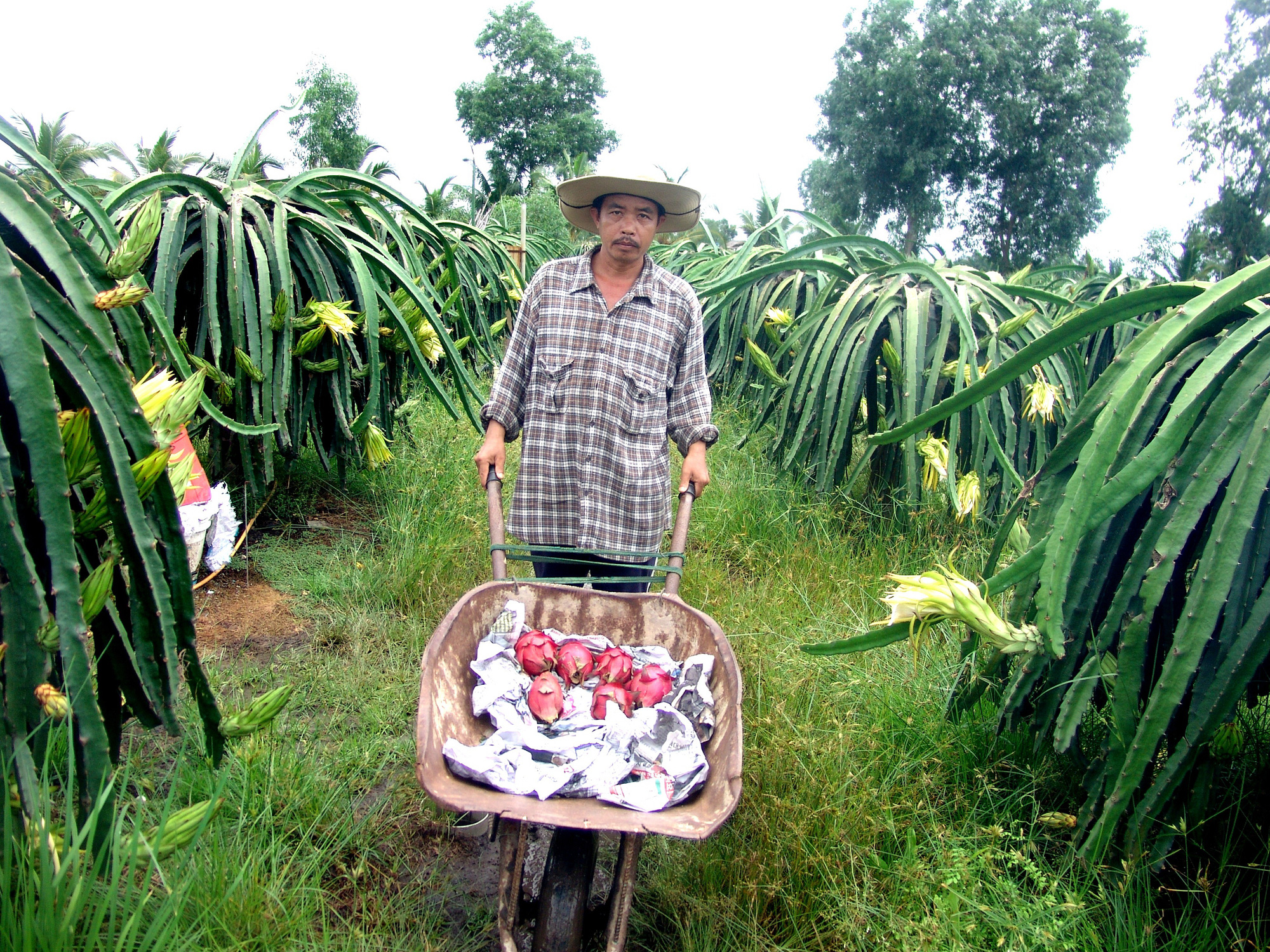 Tín hiệu vui xuất khẩu thanh long những ngày đầu năm  - Ảnh 4.