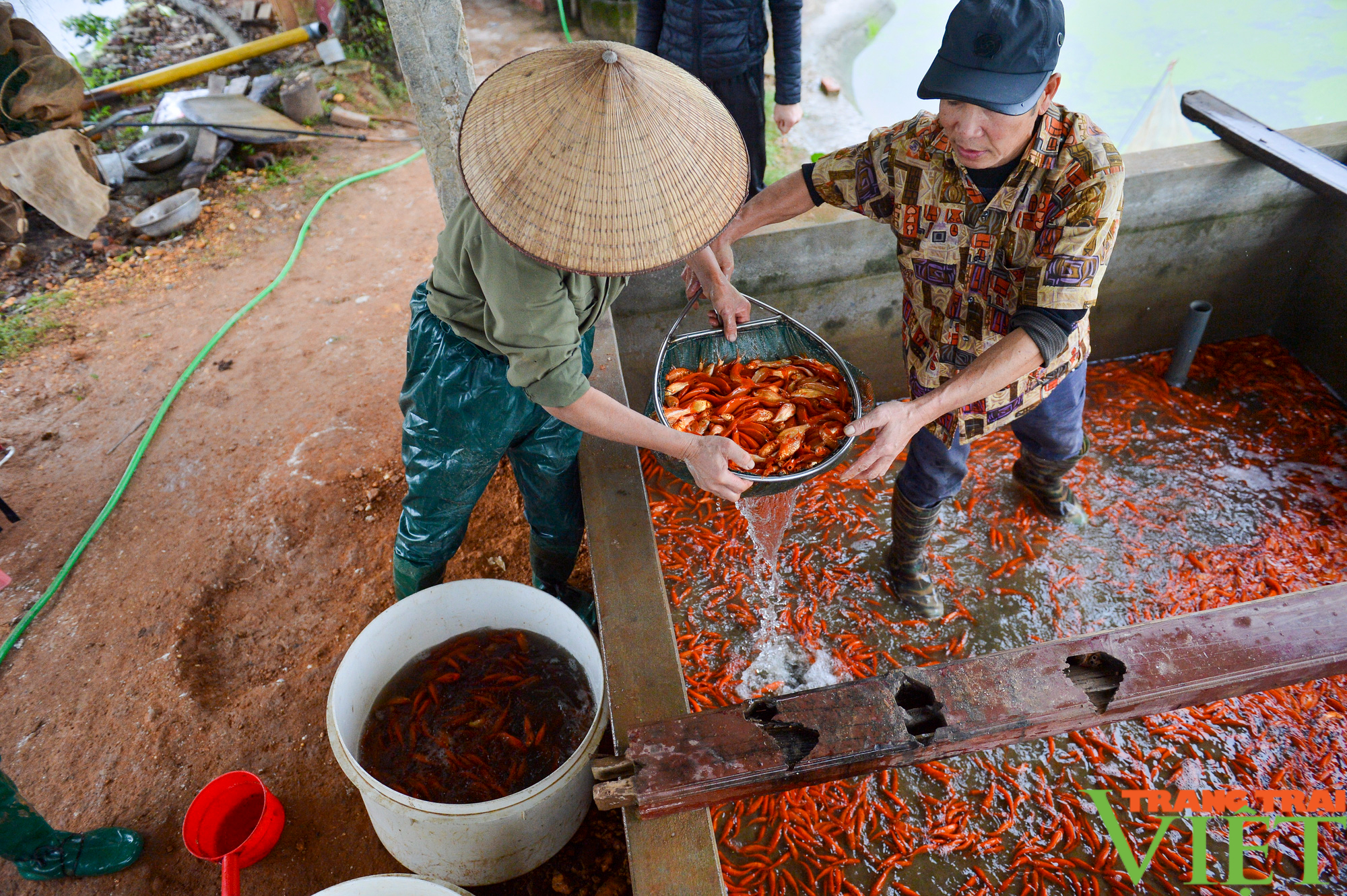 Phú Thọ: Giá tăng gấp đôi, làng nuôi cá chép đỏ ví như &quot;tàu vũ trụ&quot; đưa ông Táo chầu trời trúng đậm - Ảnh 5.