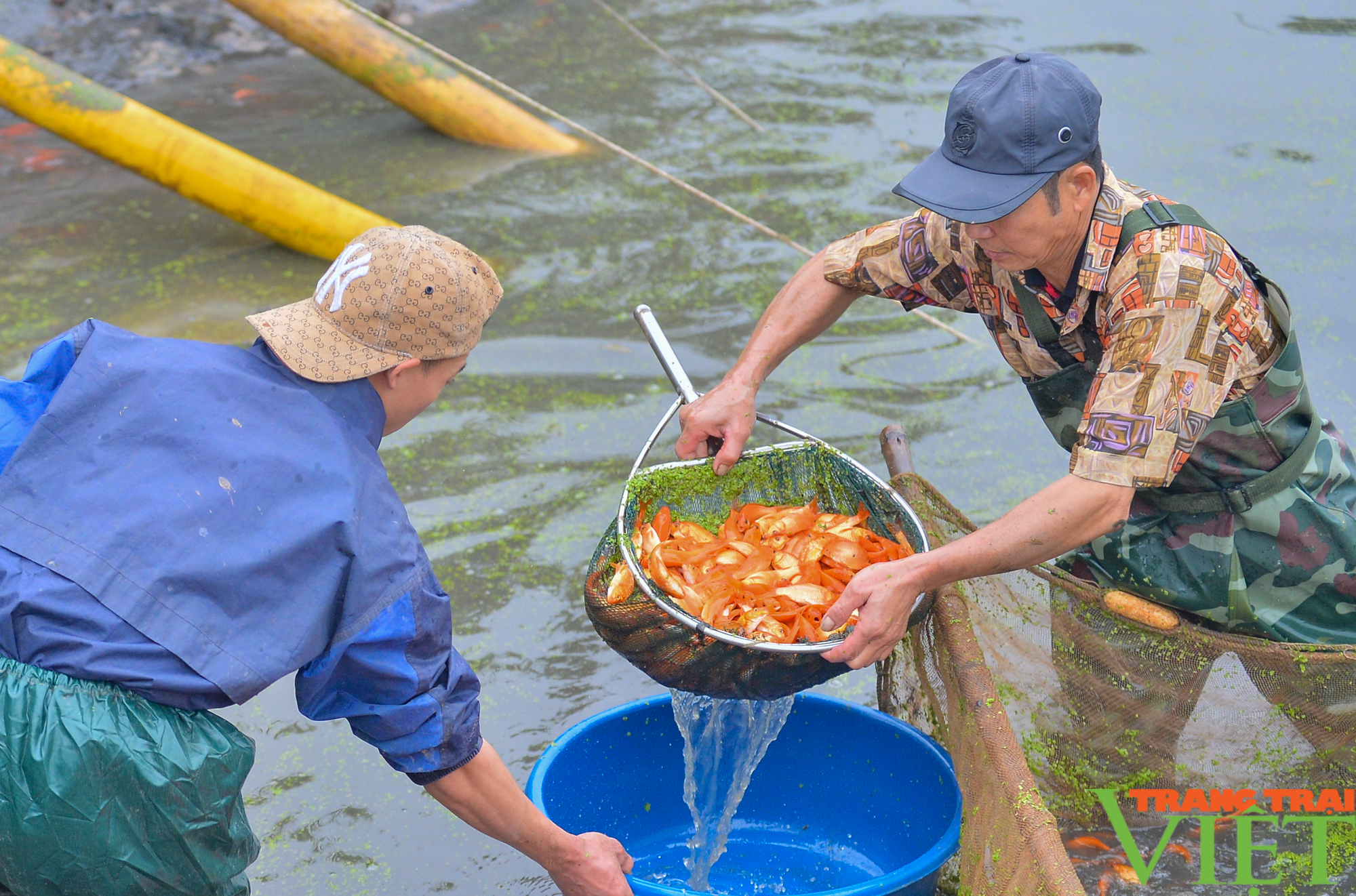 Phú Thọ: Giá tăng gấp đôi, làng nuôi cá chép đỏ ví như &quot;tàu vũ trụ&quot; đưa ông Táo chầu trời trúng đậm - Ảnh 2.