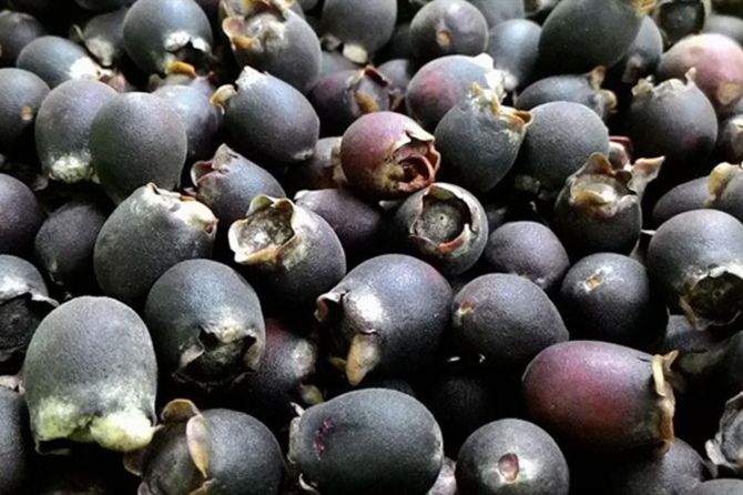 Phú Quốc với hai món ẩm thực này khiến du khách khỏe như lực sĩ, gia tăng chuyện chăn gối - Ảnh 8.