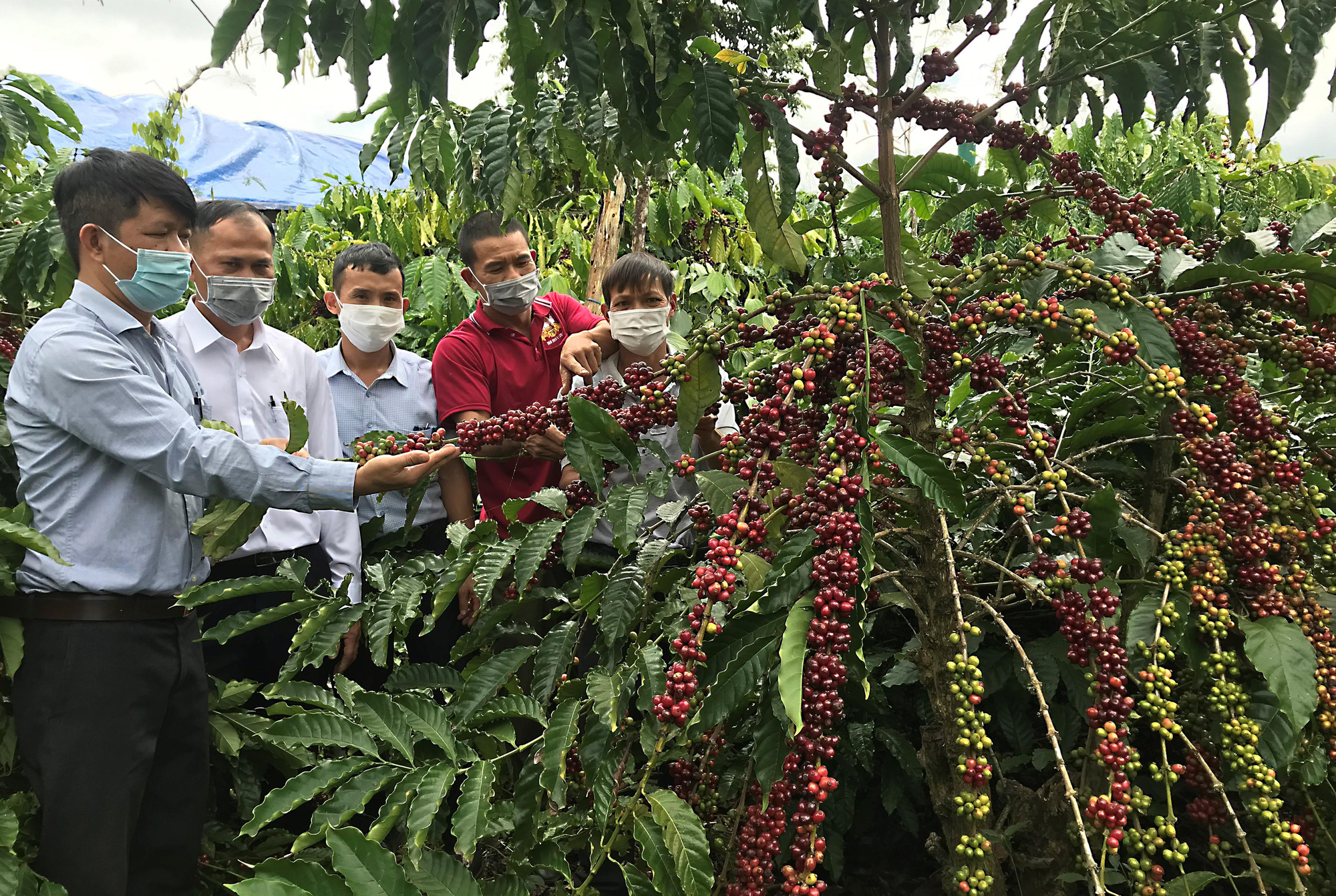 Giá cà phê nhân Đắk Lắk hôm nay tiếp tục tăng nhẹ, vì sao giống cà phê dây Thuận An được dân ưa chuộng? - Ảnh 1.