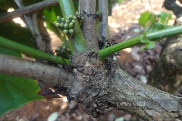 Giá cà phê Robusta Đắk Lắk đi ngang, chuyên gia chia sẻ kỹ thuật tạo hình bàn tay với bướu sinh cành - Ảnh 2.