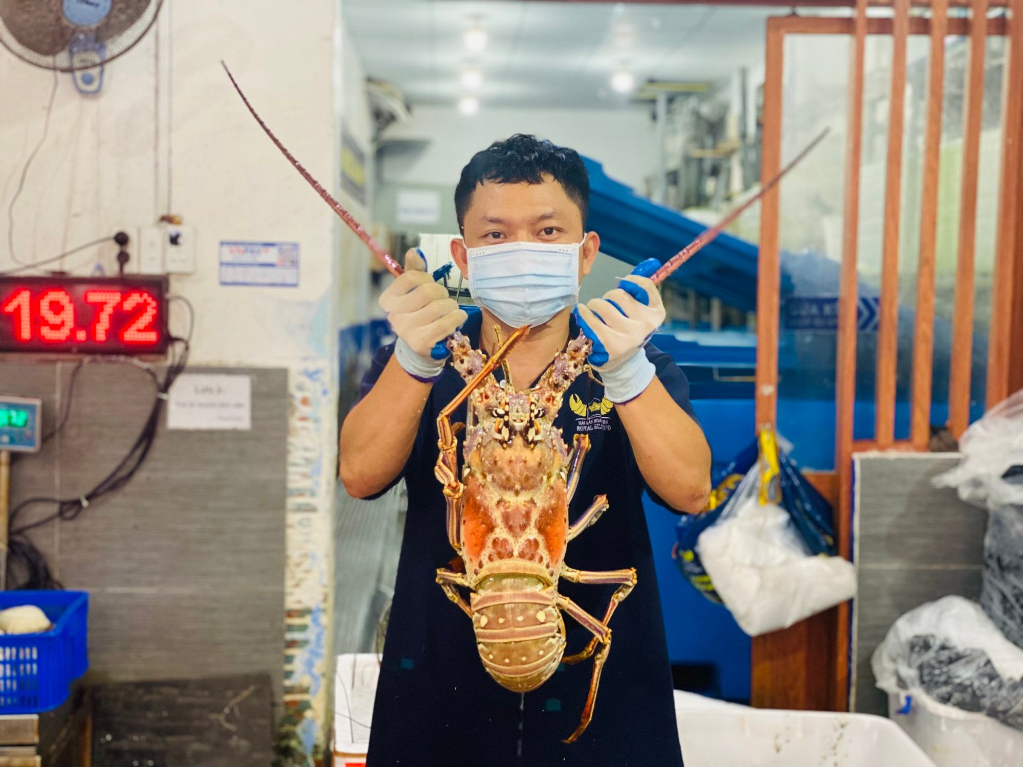 Gần 4 triệu đồng/con tôm hùm bông Ca-ri-bê, bán được cả tấn trước Tết - Ảnh 1.
